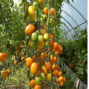 Bakit kinilala ang Tomato Kotya bilang pinakamahusay na hybrid ng taon?