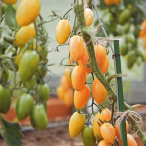 Bakit kinilala ang Tomato Kotya bilang pinakamahusay na hybrid ng taon?