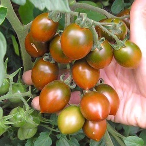 Yazlık evinizin parlak ve lezzetli dekorasyonu - Monisto pembe domates