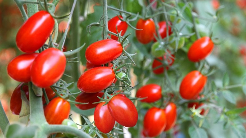 Yazlık evinizin parlak ve lezzetli dekorasyonu - Monisto pembe domates