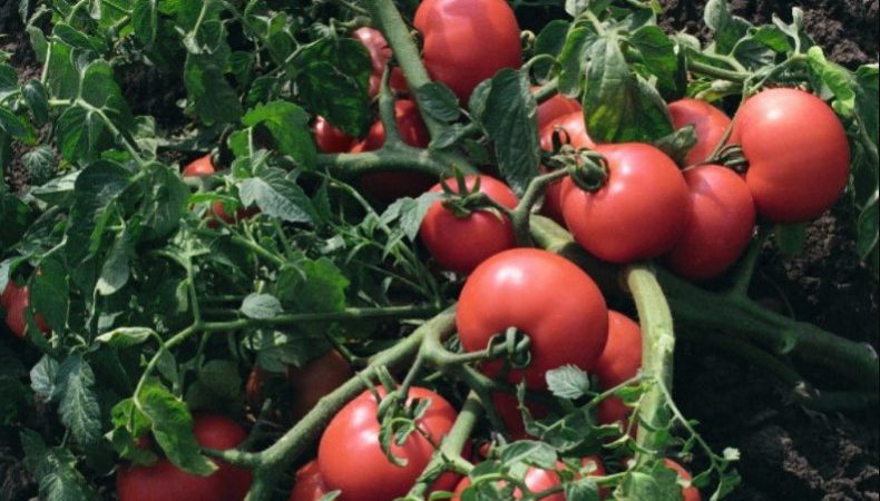 Sitenize hoşgeldin konuğu Sultan domatesidir: Sorunsuz büyüyor ve hasatın tadını çıkarıyoruz