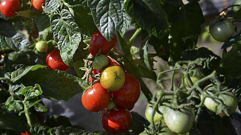 Eine unprätentiöse Sorte, die nur minimale Pflege erfordert - die japanische Zwerg-Tomate