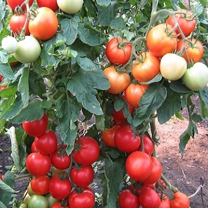 Uma variedade despretensiosa que requer cuidados mínimos - o tomate anão japonês