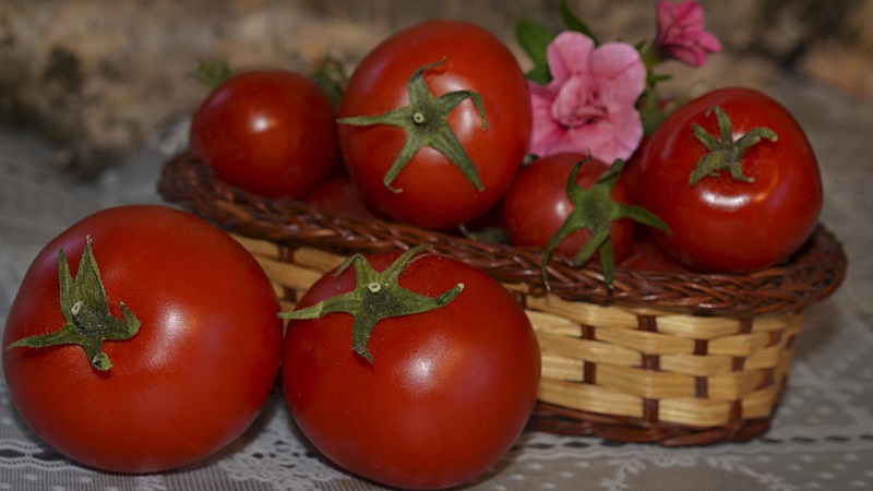 An unpretentious variety that requires minimal care - the Japanese dwarf tomato