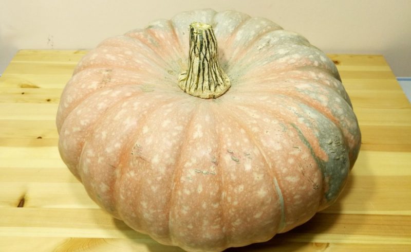 An ideal hybrid for cooking delicious dishes - Butter donut pumpkin and the peculiarities of its cultivation
