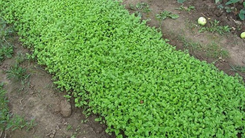 Seralar ve açık alanlar için sonbaharda salatalık için en iyi yeşil gübrenin seçilmesi