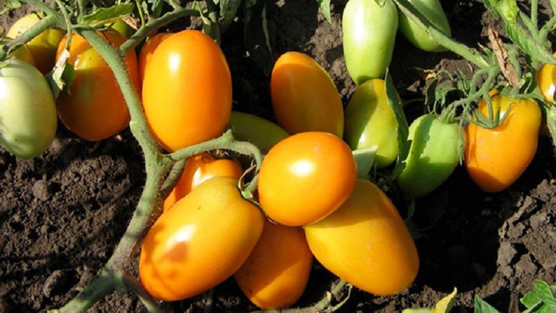 Uma variedade brilhante com um sabor rico - o tomate Golden Bullet: nós cultivamos para a inveja de todos os vizinhos