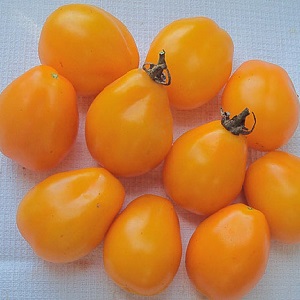 Světlá odrůda s bohatou chutí - rajče Golden Bullet: pěstujeme plodiny k závisti všech sousedů