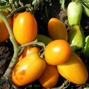 A bright variety with a rich taste - the Golden Bullet tomato: we grow crops to the envy of all neighbors