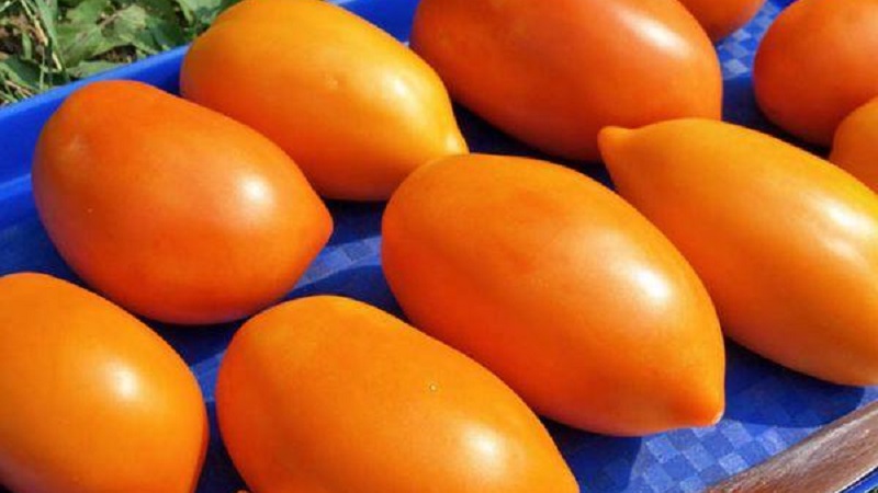 Een heldere variëteit met een rijke smaak - de Golden Bullet-tomaat: we telen gewassen tot afgunst van alle buren