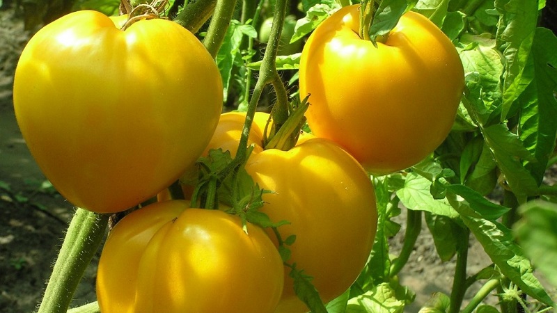 Thuốc nắng sáng ngay từ vườn: công dụng của cà chua vàng là gì và chúng chứa vitamin và khoáng chất gì