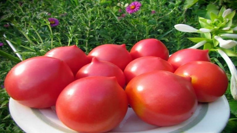 Uma antiga variedade de tomates doces do Volga: uma visão geral do tomate pipeta Syzran e os meandros de seu cultivo