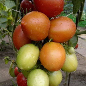 Sena „Volga“ saldžiųjų pomidorų veislė: „Syzran“ pipetės pomidorų apžvalga ir jo auginimo subtilybės