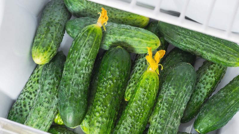 How to store fresh cucumbers so they don't spoil as long as possible