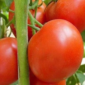 Un hybride productif avec un excellent goût - la tomate de Floride et ses avantages