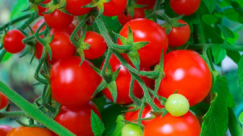 Isang Isang produktibong Hybrid Sa Napakahusay na Tikman - Florida Tomato At Mga Pakinabang nito