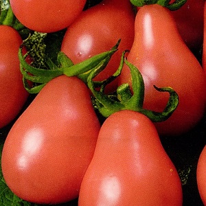 الخصائص المميزة لثمار الطماطم متنوعة الكمثرى الوردي