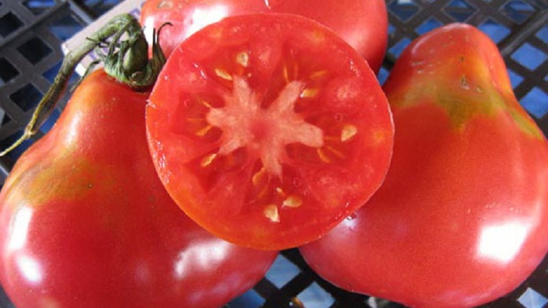 الخصائص المميزة لثمار الطماطم متنوعة الكمثرى الوردي