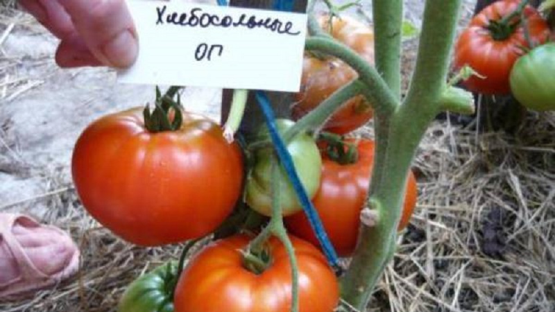 Bahçıvanların en sevdiği domatesler Tuzlu Ekmek: Hava koşullarına rağmen zengin bir mahsul yetiştireceğiz