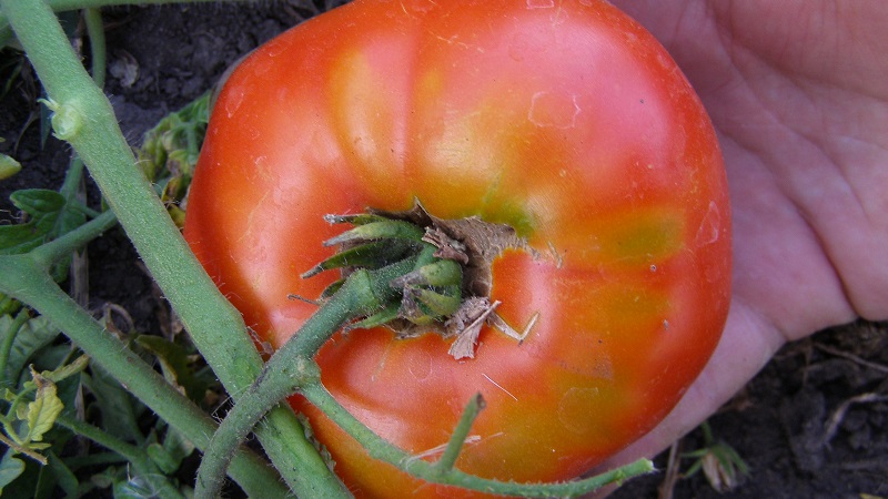 Bahçıvanların en sevdiği domatesler Tuzlu Ekmek: Hava koşullarına rağmen zengin bir mahsul yetiştireceğiz