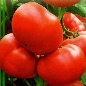 Lai tạo quả to và chín sớm để sử dụng phổ biến - cà chua Strega f1