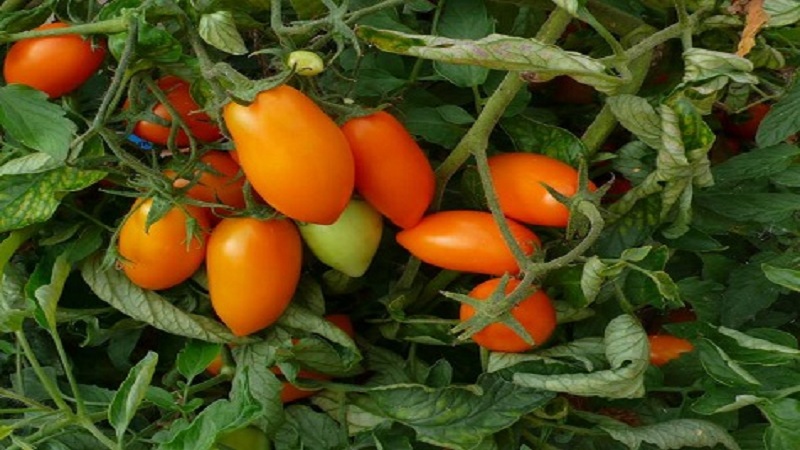 Son derece canlı, lezzetli ve üretken Chanterelle domates