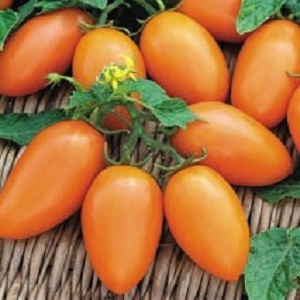Son derece canlı, lezzetli ve üretken Cantharellus cibarius domates