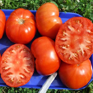 Dans quelle mesure la tomate Eternal Call est-elle résistante et qu'est-ce qui peut augmenter son rendement?