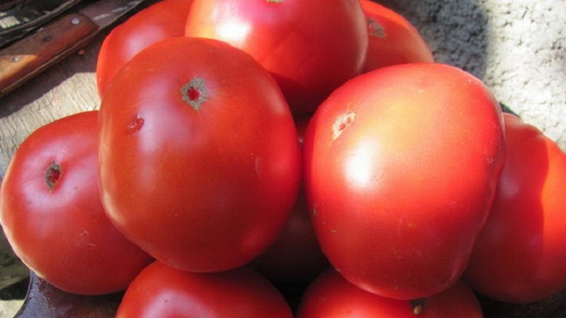 Dans quelle mesure la tomate Eternal Call est-elle résistante et qu'est-ce qui peut augmenter son rendement?