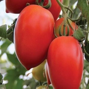 Cà chua lai Empress: hướng dẫn trồng trên trang web của bạn từ lúc gieo hạt đến lúc thu hoạch