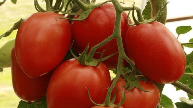 Imperatriz do tomate híbrido: instruções para o cultivo em seu local da semeadura à colheita