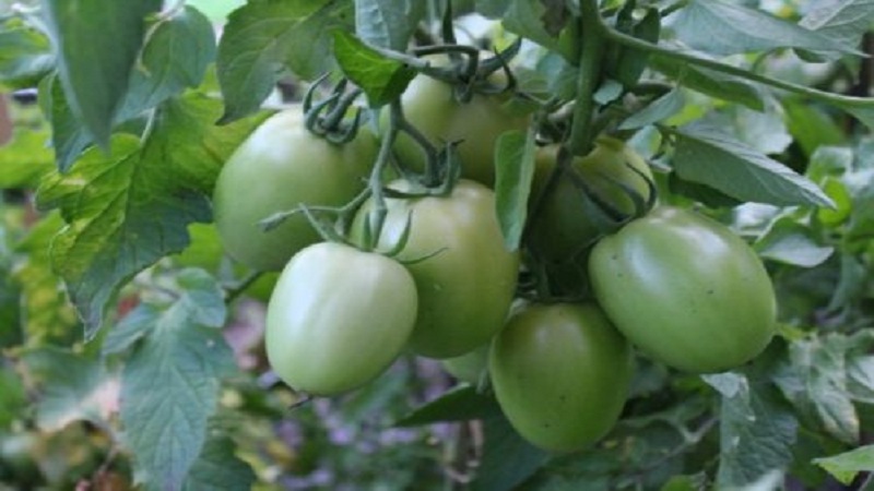 Hybride tomaat Empress: instructies voor het kweken op uw site van zaaien tot oogsten