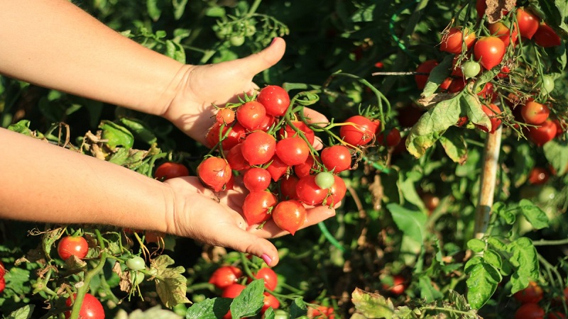 كيف ينمو Tomato Kiss Geranium مع شجيرات مدمجة وطعم غني وعائد ثابت
