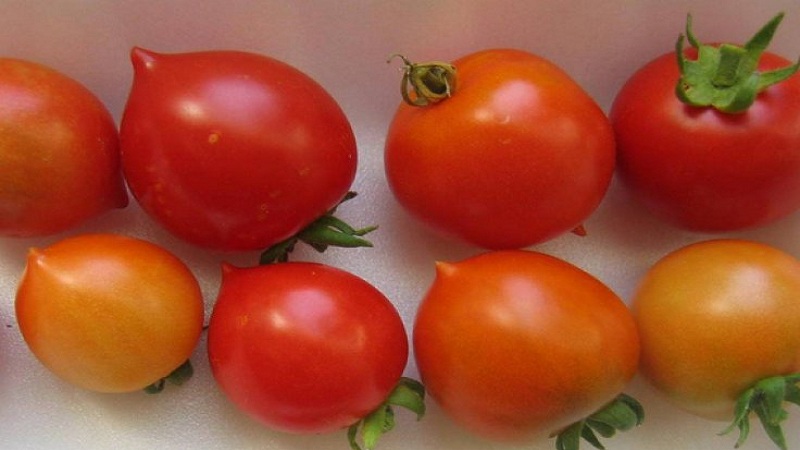 Hur man odlar Tomato Kiss Geranium med kompakta buskar, rik smak och stabilt utbyte