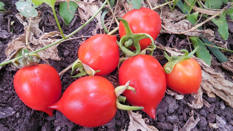 Cultivar Geranium Kiss Tomato Kiss amb arbustos compactes, sabor ric i rendiment estable