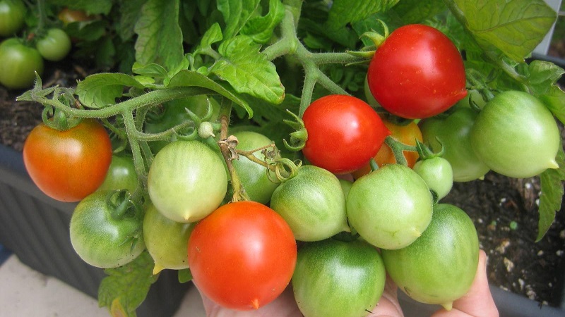 Paano palaguin ang Tomato Kiss Geranium na may mga compact bushes, mayaman na lasa at matatag na ani