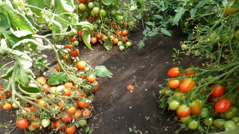 Kaip auginti pomidorų bučinį geraniumą su kompaktiškais krūmais, sodriu skoniu ir stabiliu derlingumu