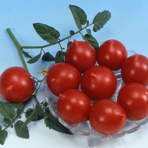 Come coltivare Tomato Kiss Geranium con cespugli compatti, gusto ricco e resa stabile