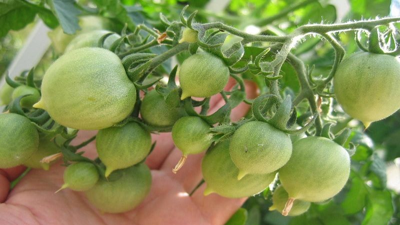 Wie man Tomatenkussgeranie mit kompakten Büschen, reichem Geschmack und stabilem Ertrag züchtet