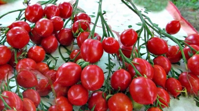 Cultivar Geranium Kiss Tomato Kiss amb arbustos compactes, sabor ric i rendiment estable