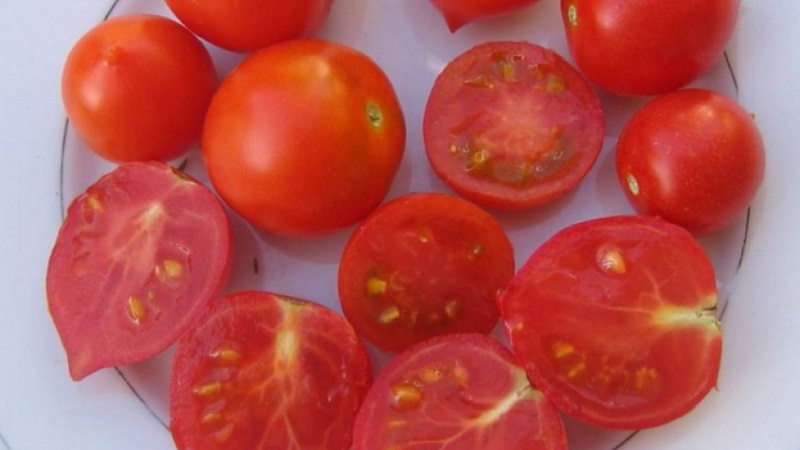 איך לגדל עגבניות נשיקת גרניום עם שיחים קומפקטיים, טעם עשיר ותשואה יציבה