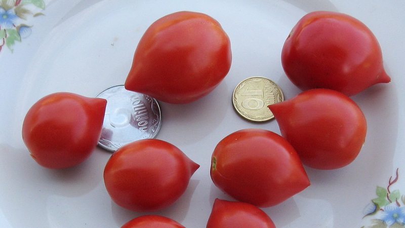 كيف ينمو Tomato Kiss Geranium مع شجيرات مدمجة وطعم غني وعائد ثابت