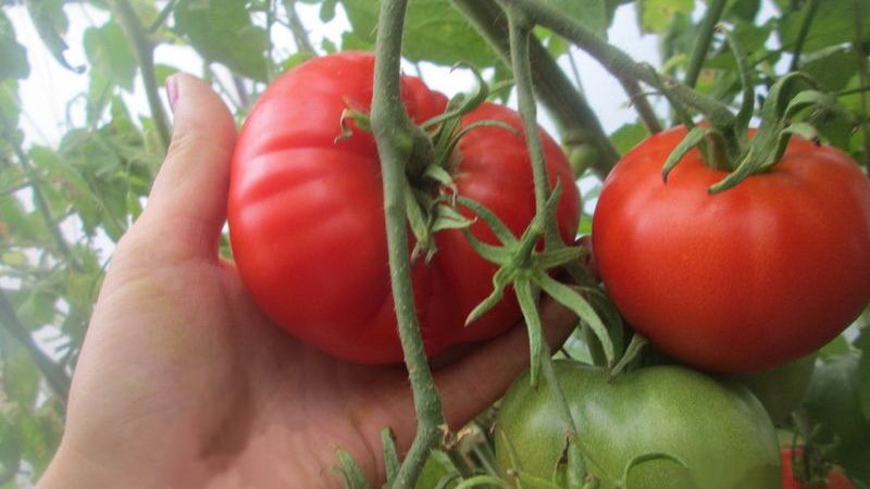 نحصل على محصول غني حتى في الظروف الجوية السيئة ، وننمي تحفة طماطم ألتاي