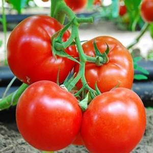 Large-fruited Dutch hybrid Mahitos tomatoes: the secrets of proper care for a bountiful harvest