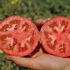 Large-fruited Dutch hybrid Mahitos tomatoes: the secrets of proper care for a bountiful harvest