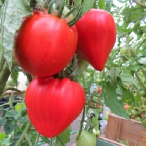 German tomato variety Vater Rhine - ideal for making salads, juice, ketchup and various sauces