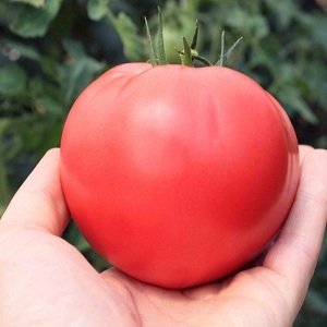 في أي تربة تنتج طماطم إكليل الجبل أعلى محصول وماذا يؤثر عليها؟