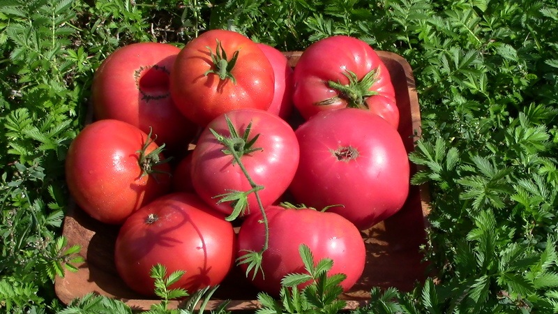 في أي تربة تنتج طماطم إكليل الجبل أعلى محصول وماذا يؤثر عليها؟