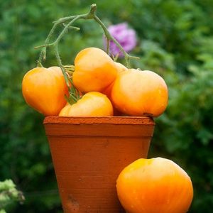 Herkullinen ja aika-testattu tomaatti Ashgabatin sydän: yleiskatsaus lajikkeesta ja sen viljelyn perusteista