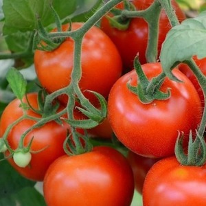 Tomato variety with a self-explanatory name - tomato Neighborhood envy f1: what is good and how to grow it correctly